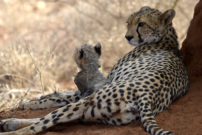 world wildlife fund photo of cheetah and cub